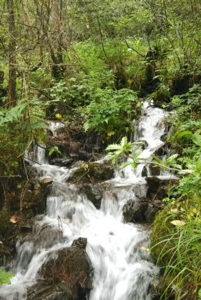 乡村年味渐浓！三明夏阳“腊鸭”飘香供不应求 走出大山远销全国